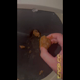 Emi sits in a plane bathroom and poops, then shows off her soft turd, picks it up in her hand and shows the bowl. Vertical format video. About 7.5 minutes.
